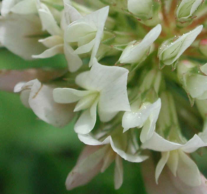 Clover, White (Trifolium repens) - 04