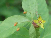 Whorled Loosestrife (Lysimachia quadrifolia) - 01a