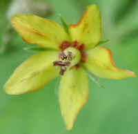 Whorled Loosestrife (Lysimachia quadrifolia) - 03
