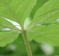 Whorled Loosestrife (Lysimachia quadrifolia) - 04a