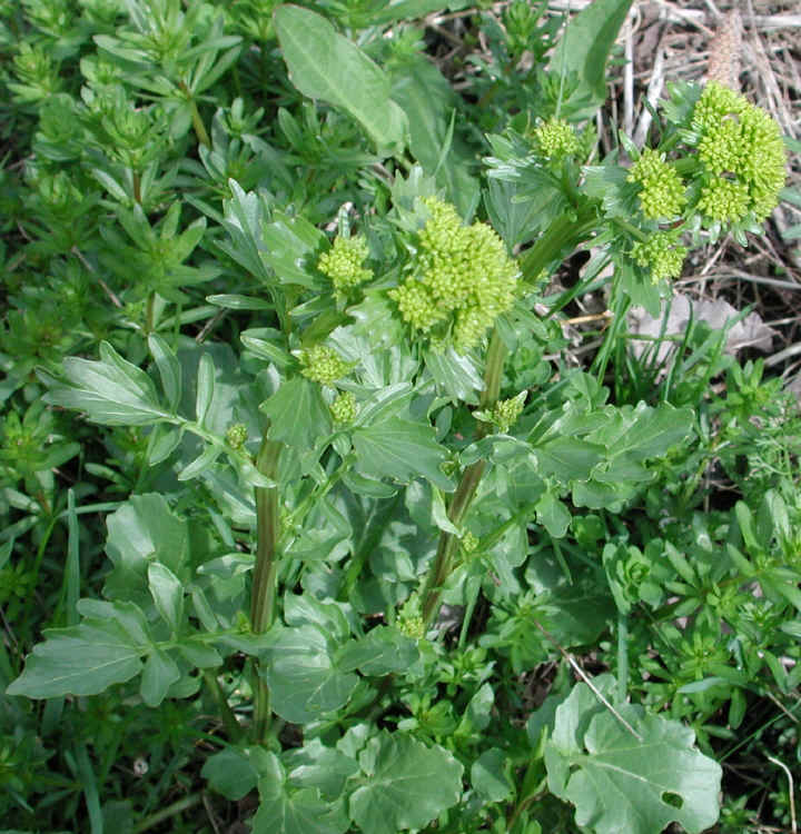 Early Winter Cress or Early Yellow Rocket (Barbarea verna) - 08