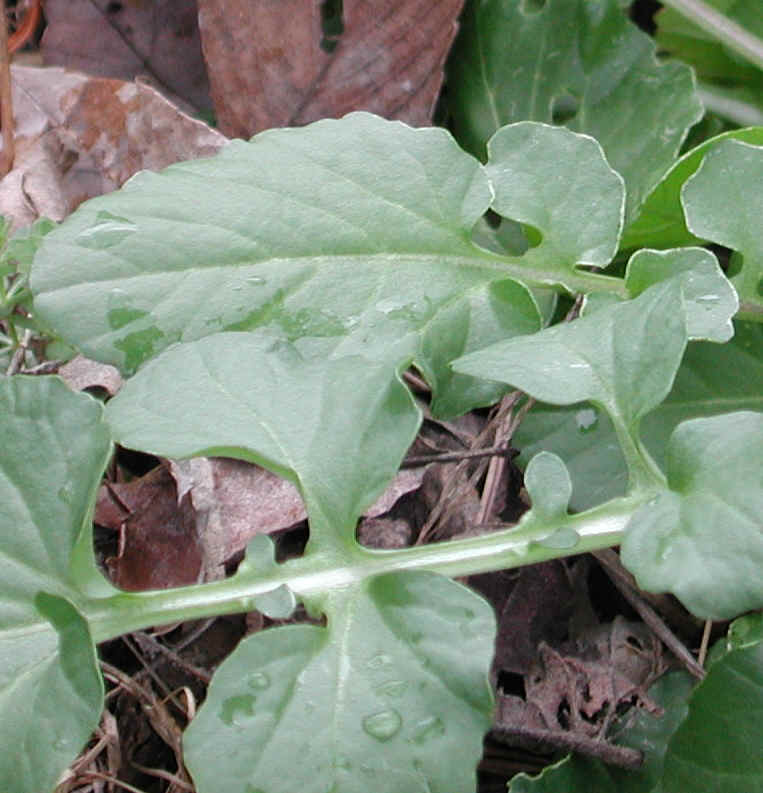 Early Winter Cress or Early Yellow Rocket (Barbarea verna) - 17