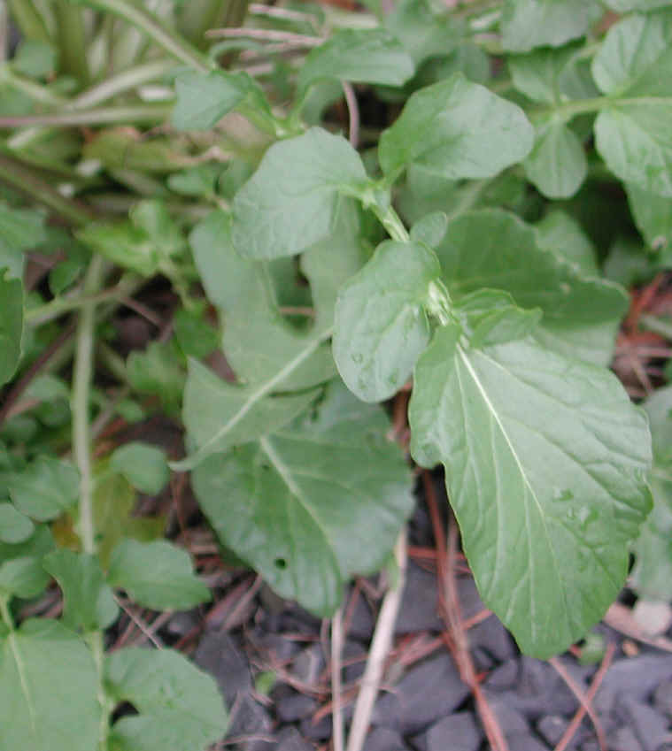 Early Winter Cress or Early Yellow Rocket (Barbarea verna) - 18