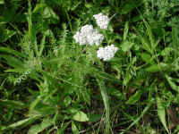 Yarrow, or Milfoil (Achillea millefolium) - 04