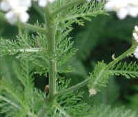 Yarrow, or Milfoil (Achillea millefolium) - 08a