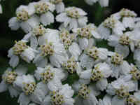 Yarrow, or Milfoil (Achillea millefolium) - 10