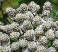 Yarrow, or Milfoil (Achillea millefolium) - 11a