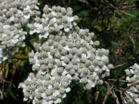 Yarrow, or Milfoil (Achillea millefolium) - 12