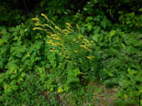 Yellow Sweet Clover (Melilotus officinalis) - 14