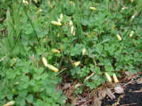 Yellow Wood-Sorrel (Oxalis stricta) - 01
