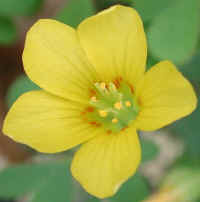 Yellow Wood-Sorrel (Oxalis stricta) - 04