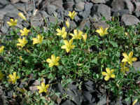 Yellow Wood-Sorrel (Oxalis stricta)