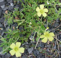 Yellow Wood-Sorrel (Oxalis stricta) - 08a