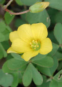 Wood-Sorrel, Yellow (Oxalis stricta)