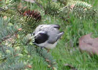 Black-Capped Chickadee (Poecile atricapillus) - 07