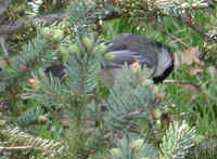 Black-Capped Chickadee (Poecile atricapillus) - 08