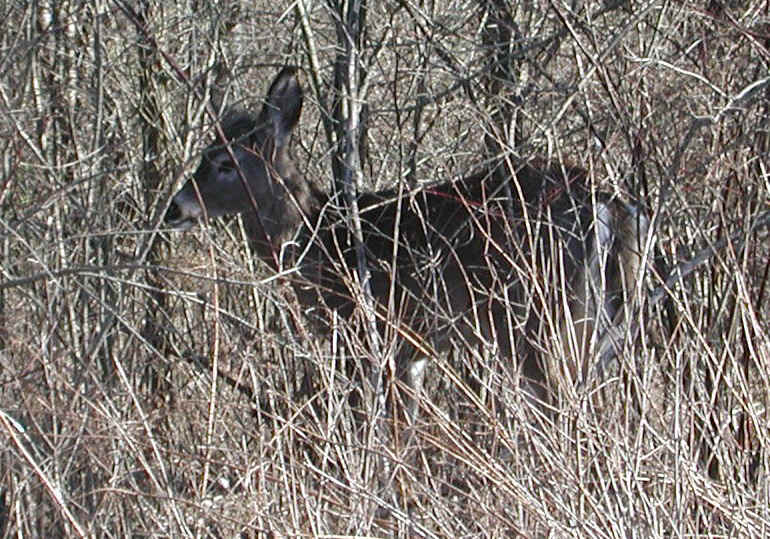 White-Tailed Deer (Odocoileus virginianus) - 113