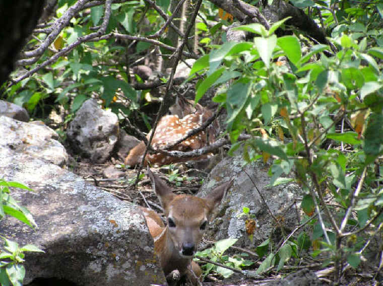 White-Tailed Deer (Odocoileus virginianus) - 142