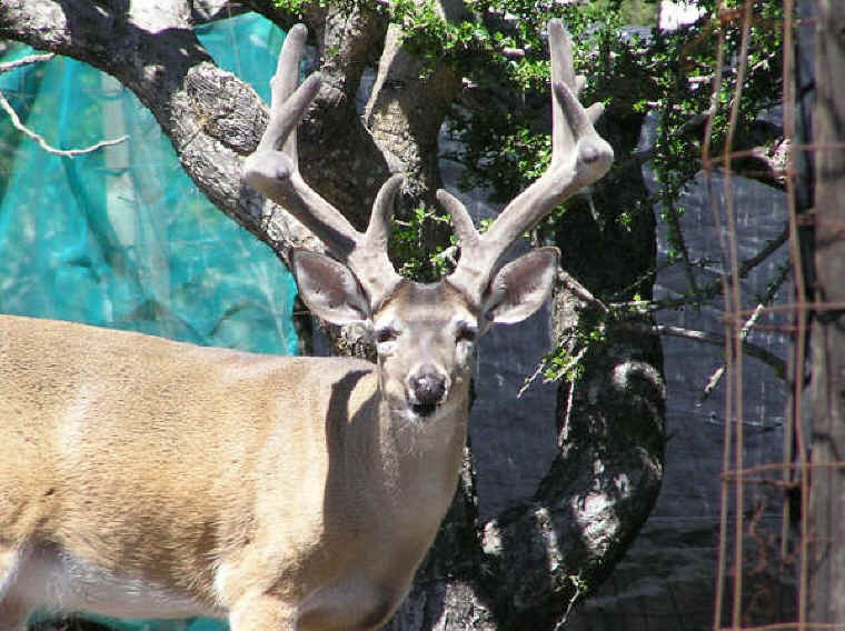 White-Tailed Deer (Odocoileus virginianus) - 153