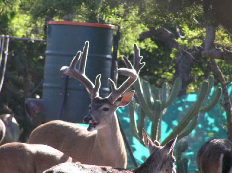 White-Tailed Deer (Odocoileus virginianus) - 154