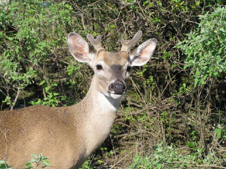 White-Tailed Deer (Odocoileus virginianus) - 159