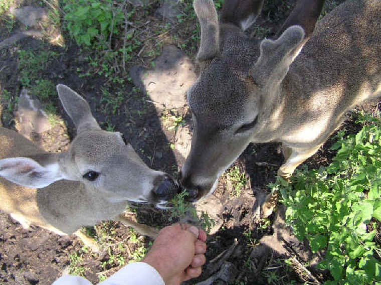 White-Tailed Deer (Odocoileus virginianus) - 160