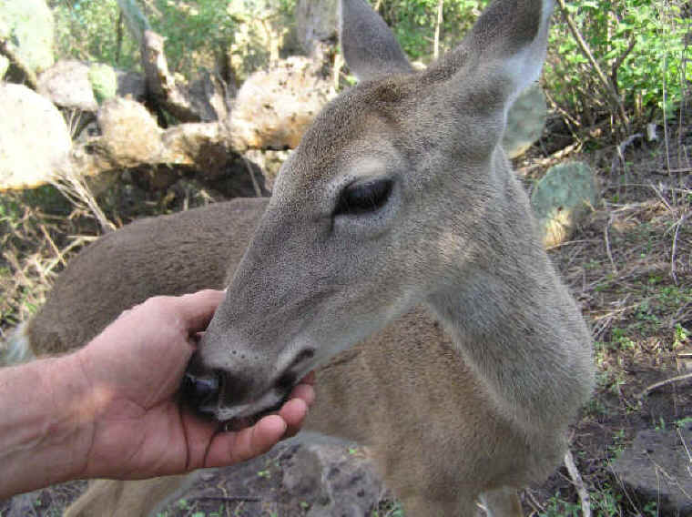 White-Tailed Deer (Odocoileus virginianus) - 165