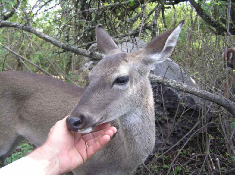 White-Tailed Deer (Odocoileus virginianus) - 166