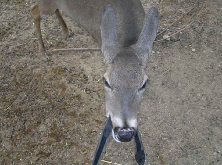 White-Tailed Deer (Odocoileus virginianus) - 181