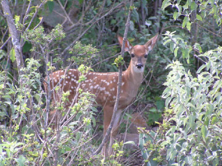 White-Tailed Deer (Odocoileus virginianus) - 183