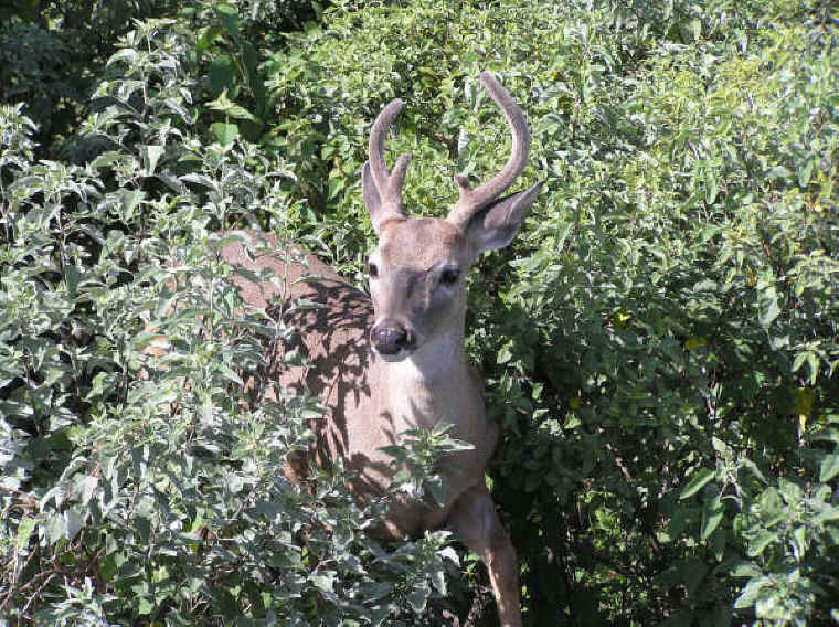 White-Tailed Deer (Odocoileus virginianus) - 184