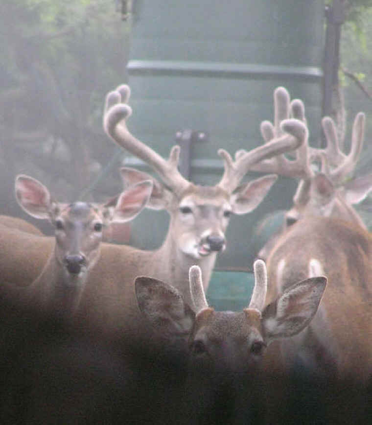 White-Tailed Deer (Odocoileus virginianus) - 187