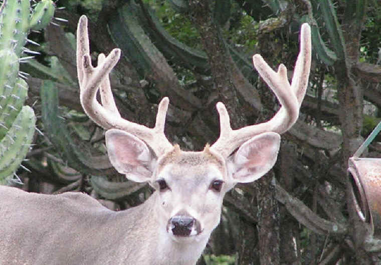 White-Tailed Deer (Odocoileus virginianus) - 195