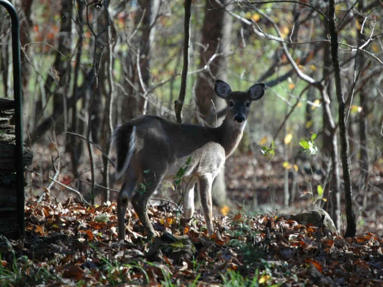 White-Tailed Deer (Odocoileus virginianus) - 201