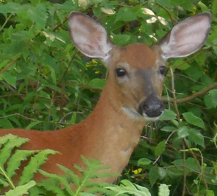 White-Tailed Deer (Odocoileus virginianus) - 218a