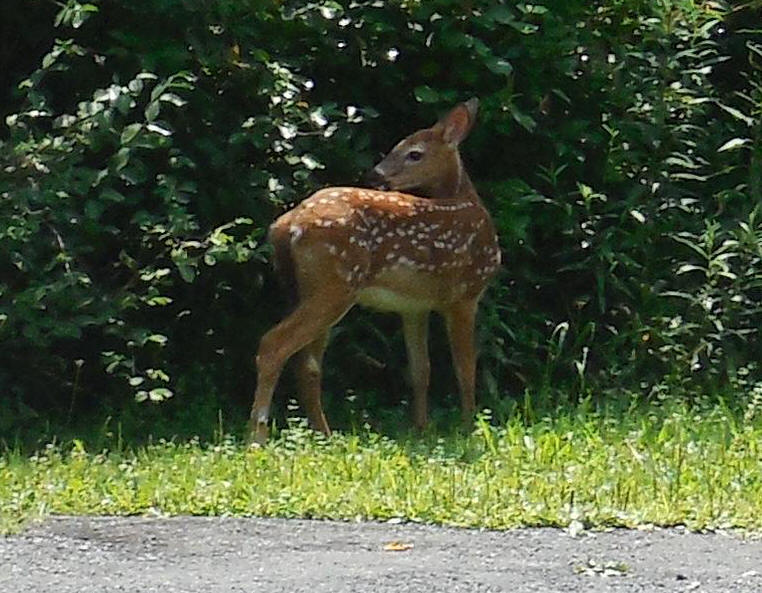 White-Tailed Deer (Odocoileus virginianus) - 220c