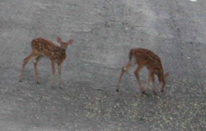 White-Tailed Deer (Odocoileus virginianus) - 38a