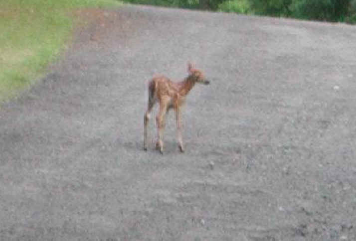 White-Tailed Deer (Odocoileus virginianus) - 43a