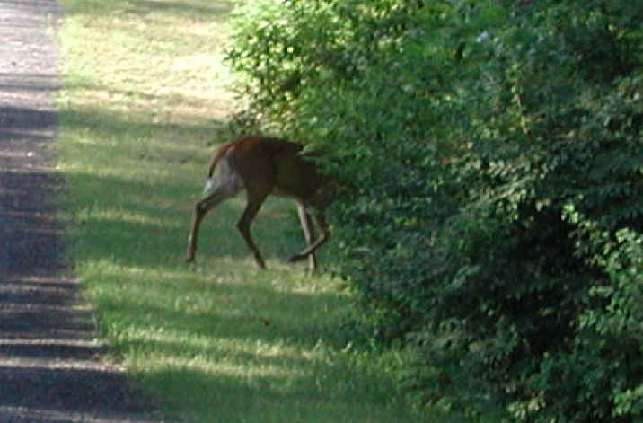 White-Tailed Deer (Odocoileus virginianus) - 45