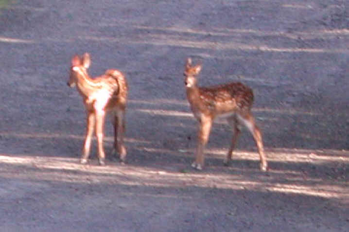 White-Tailed Deer (Odocoileus virginianus) - 49