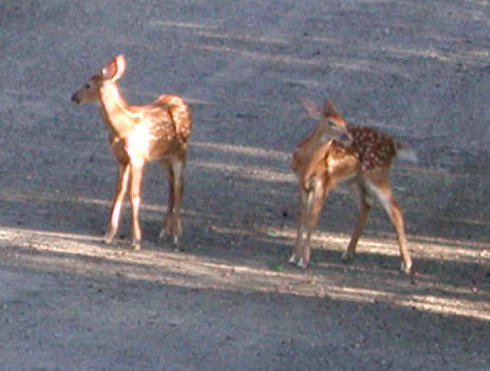 White-Tailed Deer (Odocoileus virginianus) - 52