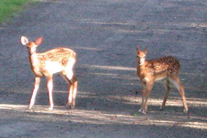 White-Tailed Deer (Odocoileus virginianus) - 54