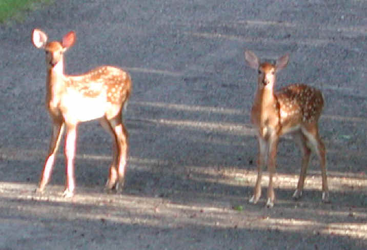 White-Tailed Deer (Odocoileus virginianus) - 57