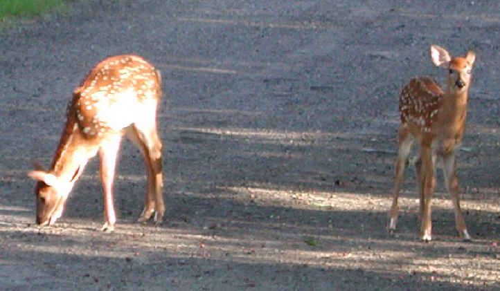 White-Tailed Deer (Odocoileus virginianus) - 61