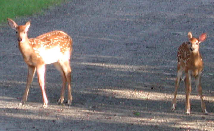 White-Tailed Deer (Odocoileus virginianus) - 62