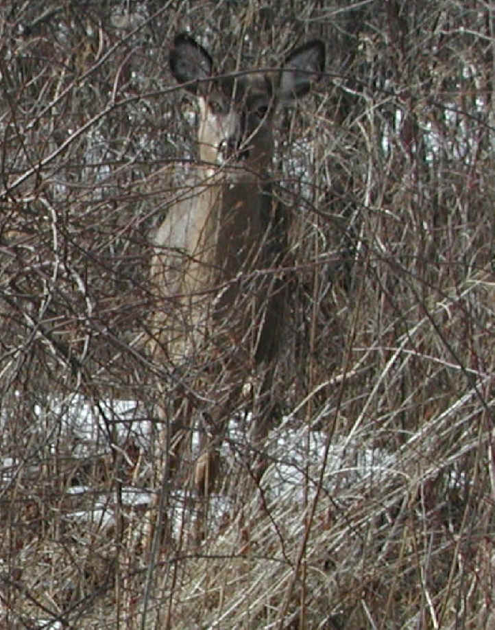 White-Tailed Deer (Odocoileus virginianus) - 77