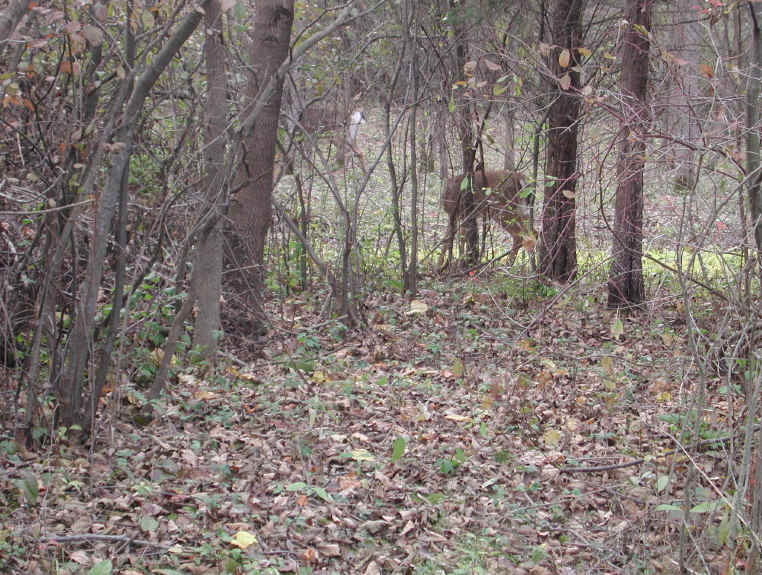 White-Tailed Deer (Odocoileus virginianus) - 89