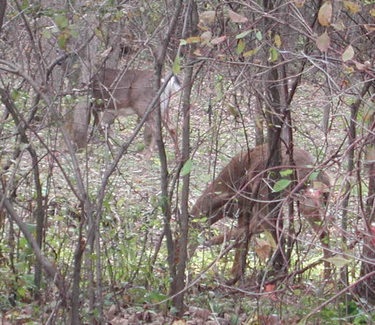 White-Tailed Deer (Odocoileus virginianus) - 91