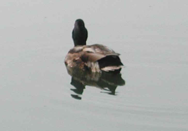 Mallard Duck (Anas platyrhynchos) - 03