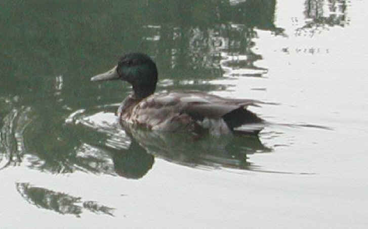 Mallard Duck (Anas platyrhynchos) - 04